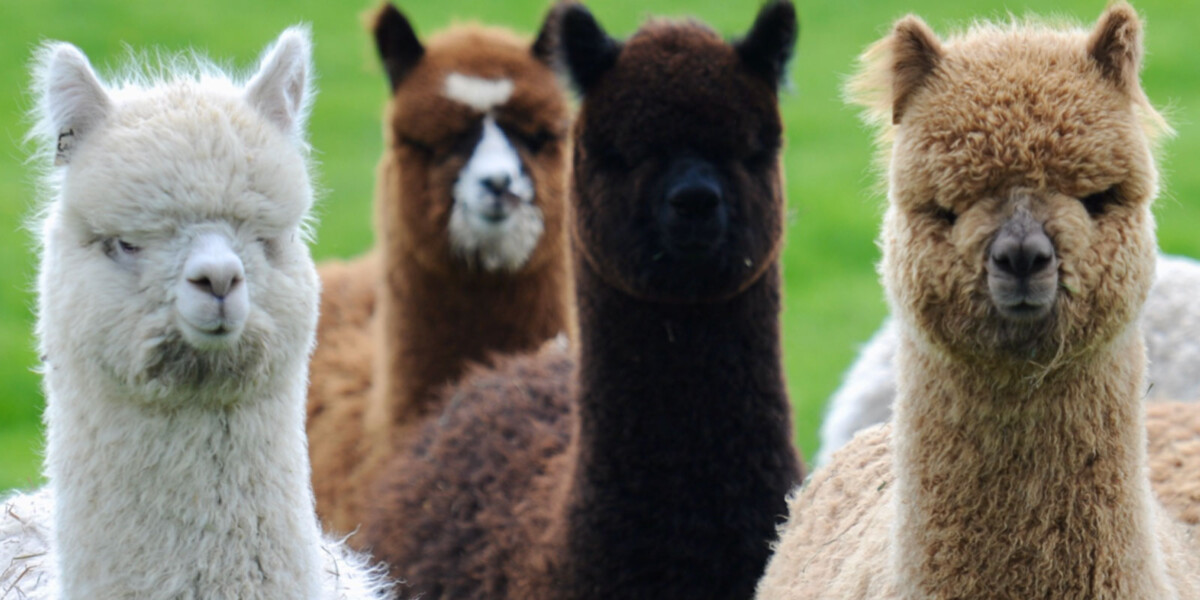 Color Genotyping of Alpacas: What We Are Learning